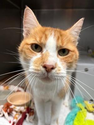 Modest Meows, adult, available for adoption