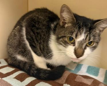 Cider, adult, available for adoption