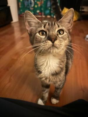 A tabby cat with a white chest and paws stands on a wooden floor, looking up with wide eyes.