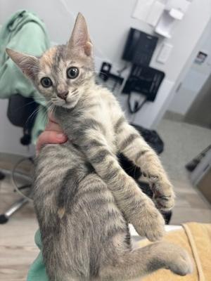 A gray tabby cat being held by a person in a veterinary clinic.