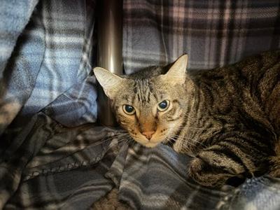 Alpha, adult, available for adoption