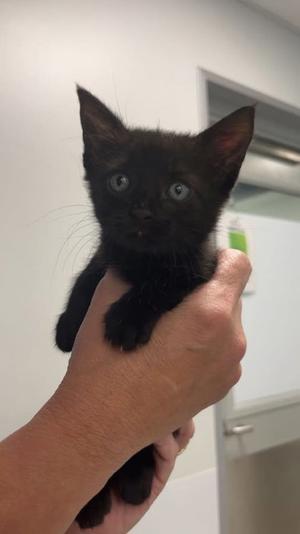 Batricia, kitten, available for adoption