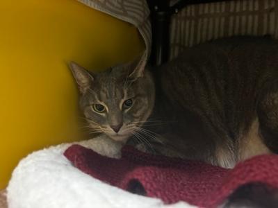 Odin, adult, available for adoption