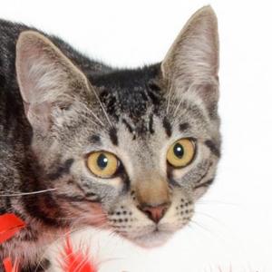 A close-up of a tabby cat with striking yellow eyes, wearing a red collar with a feather decoration.