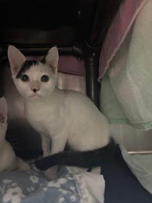 A white cat with black markings on its head and tail, sitting on a patterned blanket.