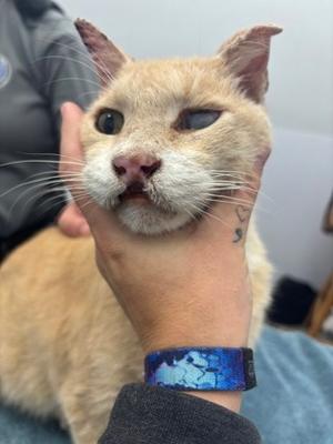 Maury, senior, available for adoption