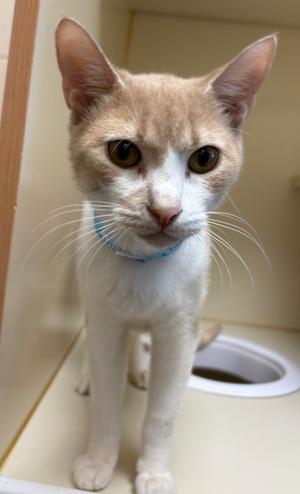 A light-colored cat with a blue collar standing on a surface.