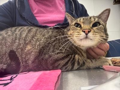 Ikki, adult, available for adoption