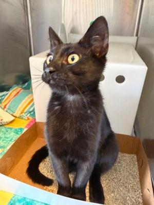 Clawd, kitten, available for adoption