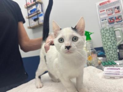 A white cat with black spots on its ears and back is standing on a table, being held by a person in a veterinary clinic.