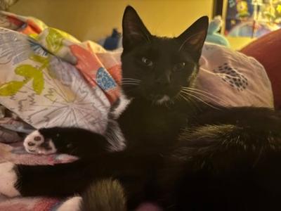 Bumblebee, kitten, available for adoption