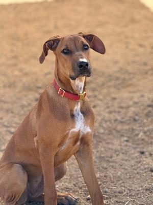 A brown dog with a white chest and a red collar sitting on a dirt ground.