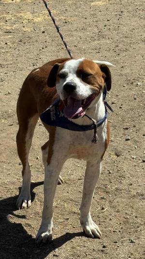 Falcor, Pit Bull Terrier, adult, available for adoption