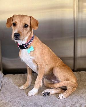 Peach, Chihuahua / Terrier, young, available for adoption