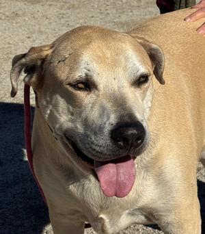 Marley, Labrador Retriever, senior, available for adoption