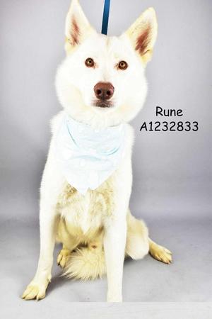 A white husky-like dog named Rune with identification number A1232833, wearing a light blue bandana, sits on a grey background.