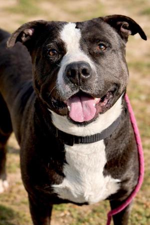 Sully, Pit Bull Terrier, adult, available for adoption