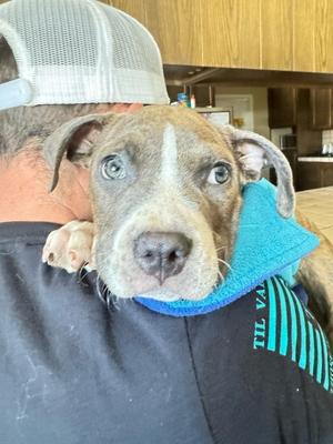 Kermit the Dog, Pit Bull Terrier, young, available for adoption