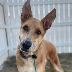A close-up photo of a brown dog with large ears and a black collar.