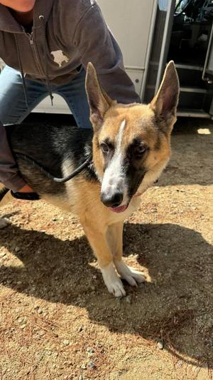 Jimmy, Shepherd, young, available for adoption