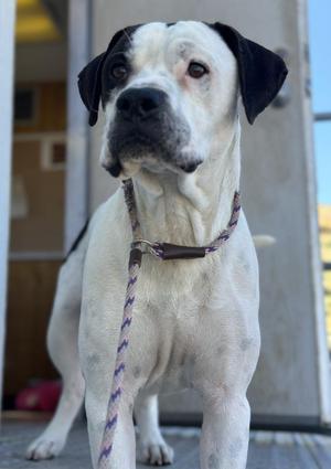Swayze, Pit Bull Terrier, young, available for adoption