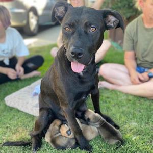 Baby Bailey, Labrador Retriever / Pit Bull Terrier, senior, available for adoption