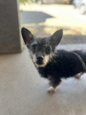 Linda, Chihuahua / Terrier, adult, available for adoption