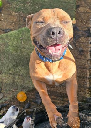 Sal, Pit Bull Terrier, adult, available for adoption