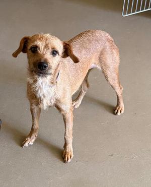 A small brown dog with floppy ears standing on a concrete floor.