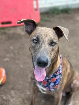 A brindle dog with a floral bandana, sitting on the ground with its tongue out.