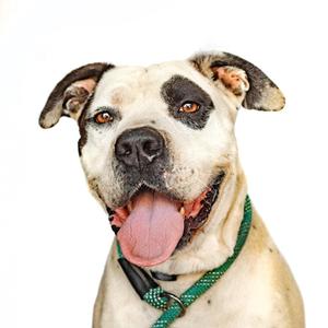 A close-up headshot of a white pit bull type dog with a large black patch over its left eye and ear. The dog is panting with its tongue hanging out, wearing a green collar.