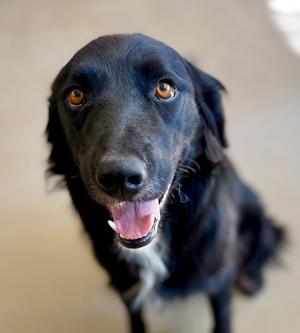 A black dog with long fur and bright eyes looking directly at the camera with its mouth open, showing its tongue.