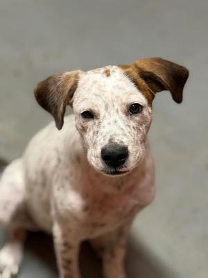 Squid, Terrier, puppy, available for adoption