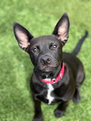 Pepper, Doberman Pinscher, puppy, available for adoption