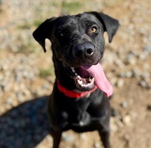 Kit-Kat, Labrador Retriever, young, available for adoption