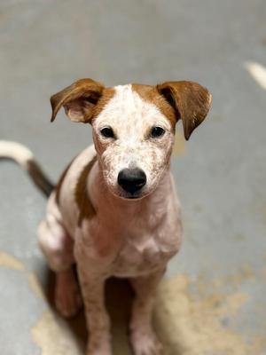 Jelly Fish, Terrier, puppy, available for adoption