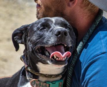 Laika (Mara), Boxer, adult, available for adoption