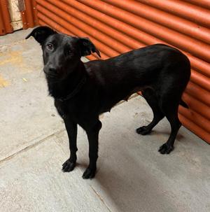 Dolly, Labrador Retriever, young, available for adoption