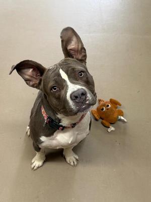 Baby, Pit Bull Terrier, young, available for adoption