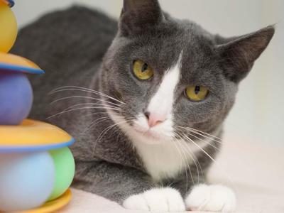 Aspen, kitten, available for adoption