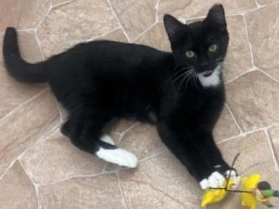 Crab, kitten, available for adoption