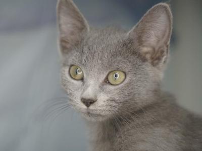 Close-up of a gray cat with yellow eyes