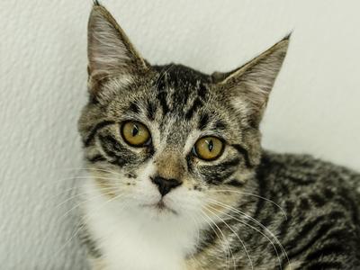 Willie, kitten, available for adoption
