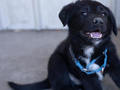 Bishop, Australian Shepherd / Black Labrador Retriever, puppy, available for adoption