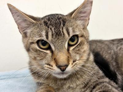 Hotdog, kitten, available for adoption