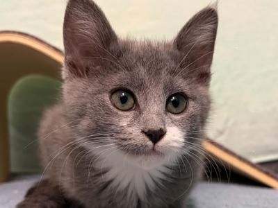 Goggles, kitten, available for adoption