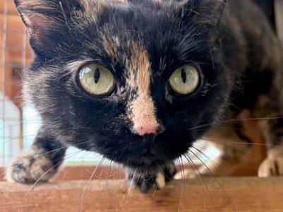 War Paint, adult, available for adoption