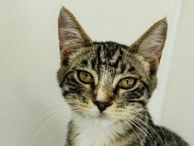 Merle, kitten, available for adoption