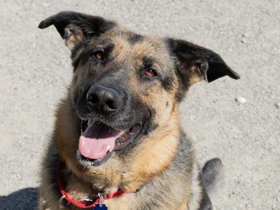 Jackie, German Shepherd Dog, adult, available for adoption