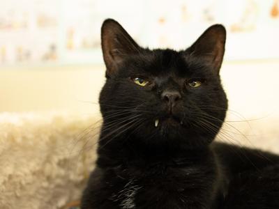 Midnight - SENIOR HOSPICE FOSTER, adult, available for adoption